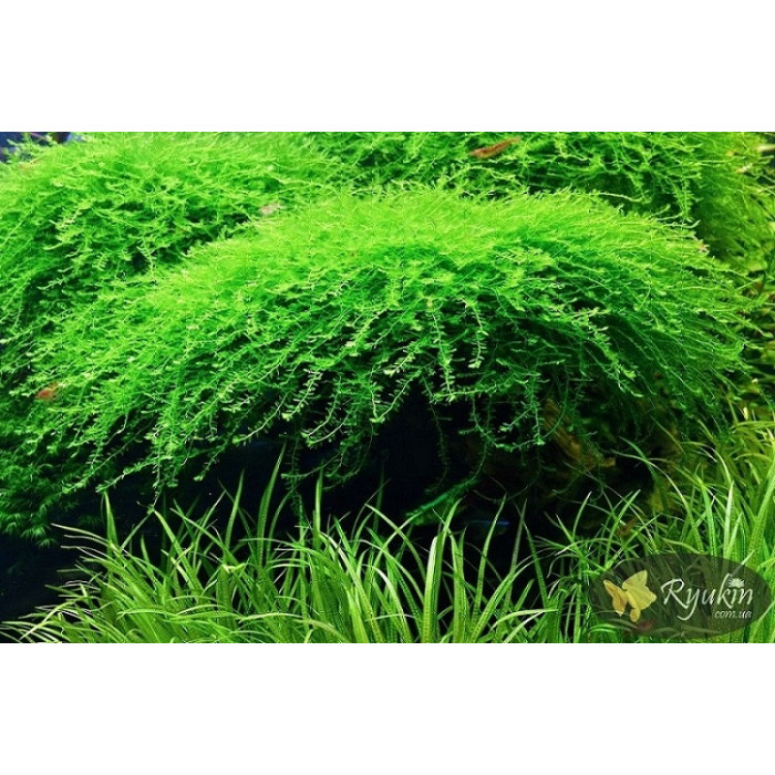 Мох Королівський, Манаус (Queen Moss, Manaus) купити в інтернет